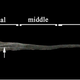The general morphology of the Greater Anteater tongue (Image: Daniel Casali)